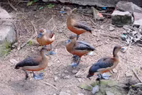 Nuôi chim trời, thu bạc triệu ảnh 11