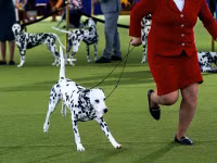 Những hình ảnh ấn tượng từ cuộc thi chó Westminster Kennel Club Dog Show 2024