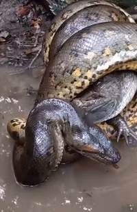 Khoảnh khắc cái ôm thần chết của trăn Anaconda với cá sấu caiman