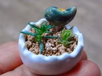 Bonsai siêu tí hon ảnh 9 Bonsai siêu tí hon ảnh 9