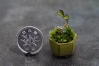 Bonsai siêu tí hon ảnh 12 Bonsai siêu tí hon ảnh 12