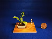 Bonsai siêu tí hon ảnh 7 Bonsai siêu tí hon ảnh 7