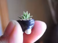 Bonsai siêu tí hon ảnh 2 Bonsai siêu tí hon ảnh 2