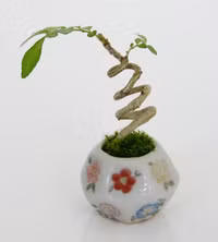 Bonsai siêu tí hon ảnh 13 Bonsai siêu tí hon ảnh 13