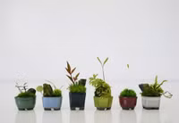 Bonsai siêu tí hon ảnh 5 Bonsai siêu tí hon ảnh 5