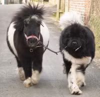 Gap go 24 chu cho khong lo sieu dang yeu