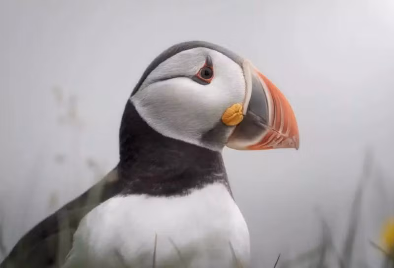Tác phẩm "Vẹt biển ở Iceland" của Alessio Calviani. Cuộc thi Nhiếp ảnh Thiên nhiên công bố người chiến thắng