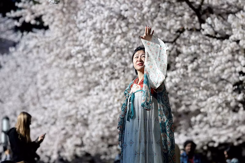 Lucy Chin, 25 tuổi, tạo dáng chụp ảnh trước những cây hoa anh đào trong khuôn viên Đại học Washington ở Seattle, Washington, ngày 19/3. (Ảnh: REUTERS/Matt Mills McKnight) Chùm ảnh hoa anh đào mùa xuân bung nở khắp thế giới