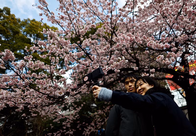 Du khách chụp ảnh dưới tán hoa anh đào Ookanzakura nở rộ sớm tại Công viên Ueno ở Tokyo, Nhật Bản ngày 8/3. (Ảnh: REUTERS/Issei Kato) Chùm ảnh hoa anh đào mùa xuân bung nở khắp thế giới