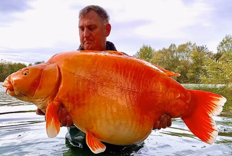 Người câu cá Andy Hackett với "Cà rốt" - một con cá khổng lồ nặng hơn 30kg bắt được ở Champagne, Pháp. Chùm ảnh cậu bé 11 tuổi phá kỷ lục khi câu được cá khổng lồ
