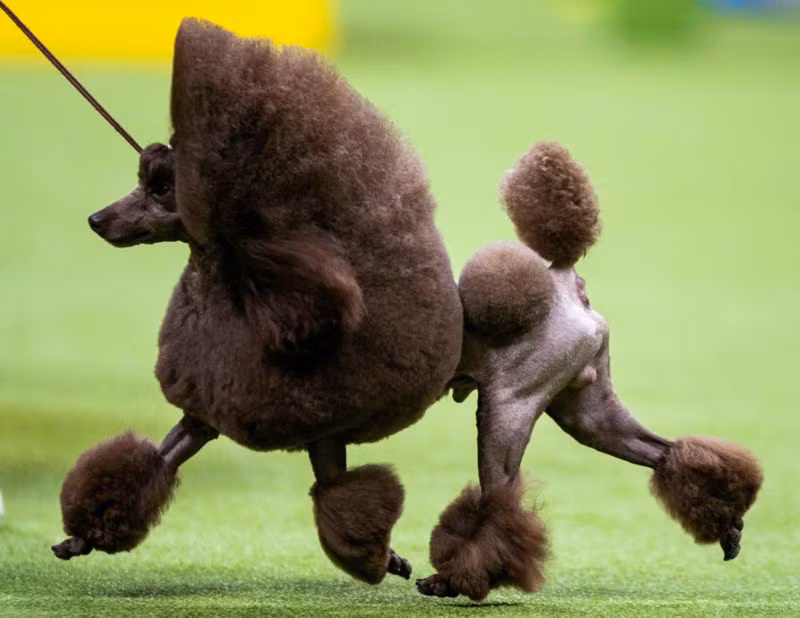 Ham, một chú chó Toy Poodle đến từ Furlong, Pennsylvania, Mỹ trong cuộc thi. Những hình ảnh ấn tượng từ cuộc thi chó Westminster Kennel Club Dog Show 2024