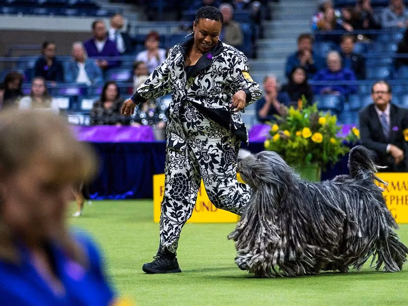 Coco Chanel, chú chó chăn cừu Bergamasco đến từ Upper Saddle River, New Jersey, thi đấu trong Nhóm chăn gia súc. Những hình ảnh ấn tượng từ cuộc thi chó Westminster Kennel Club Dog Show 2024