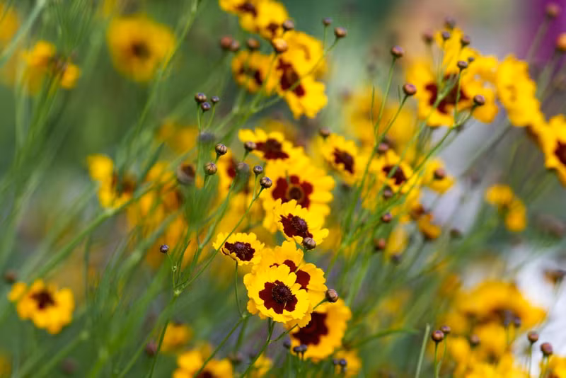 Tricolor Daisy, là một loại cây thuộc họ Asteraceae và có nguồn gốc từ Bắc Phi như Maroc. Chùm ảnh hoa nở rực rỡ giữa sa mạc