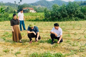 Cán bộ xã Sơn Hồng khảo sát tích tụ ruộng đất, sản xuất chè trên địa bàn.