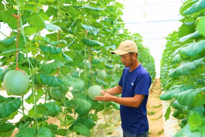 Nông dân xã Toàn Lưu (Hà Tĩnh) ứng dụng công nghệ cao vào sản xuất. (Ảnh: Q.N)