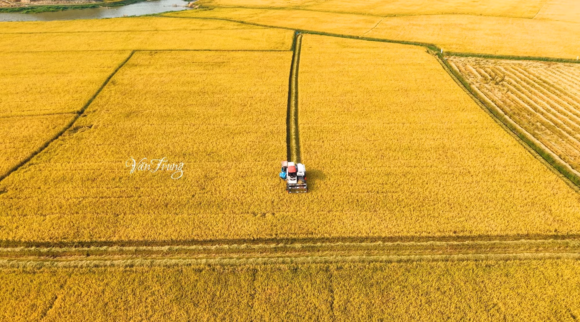 Những cánh đồng lúa óng vàng mùa thu hoạch (Ảnh: V.T)