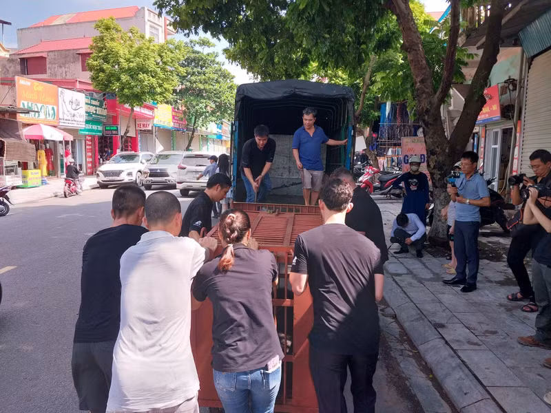 Nhiều năm qua, Chi cục Kiểm lâm Vĩnh Phúc và Tổ chức Động vật châu Á đã gặp gỡ, vận động chủ nuôi, để cá thể gấu này sớm được hưởng các điều kiện chăm sóc tốt nhất tại trung tâm cứu hộ lớn nhất Việt Nam ngay trong địa bàn tỉnh. Gấu được cứu hộ nhanh chóng và đưa về vườn quốc gia Tam Đảo ngay trong sáng 88.jpg