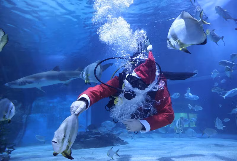 Ông già Noel bên trong bể cá tại thủy cung Tropicarium ở Budapest, Hungary. Ảnh: REUTERS/Bernadett Szabo ong-gia-noel-den-roi-day-2024-023.jpg
