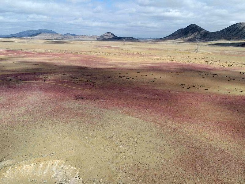 Những vùng rộng lớn của sa mạc Atacama, nơi khô cằn nhất hành tinh, được bao phủ bởi những bông hoa màu tím và trắng sau những đợt mưa bất thường ở miền bắc Chile. Chum-anh-mua-bat-thuong-khien-sa-mac-no-hoa-1.jpg