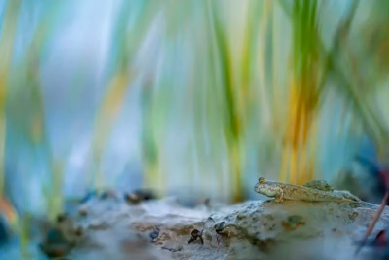Mangrov-Photography-Awards-2024-10.jpg