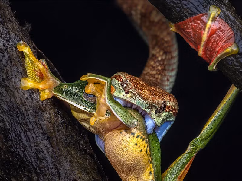 Một con ếch lượn Malabar (Rhacophorus malabaricus) đang vật lộn để thoát khỏi cú cắn mạnh của kẻ săn mồi - một con rắn lục Malabar (Craspedocephalus malabaricus). Ảnh của Pavan-Kumar/CUPOTY. 10-buc-anh-thien-nhien-ky-la-nhat-2024-07.jpg