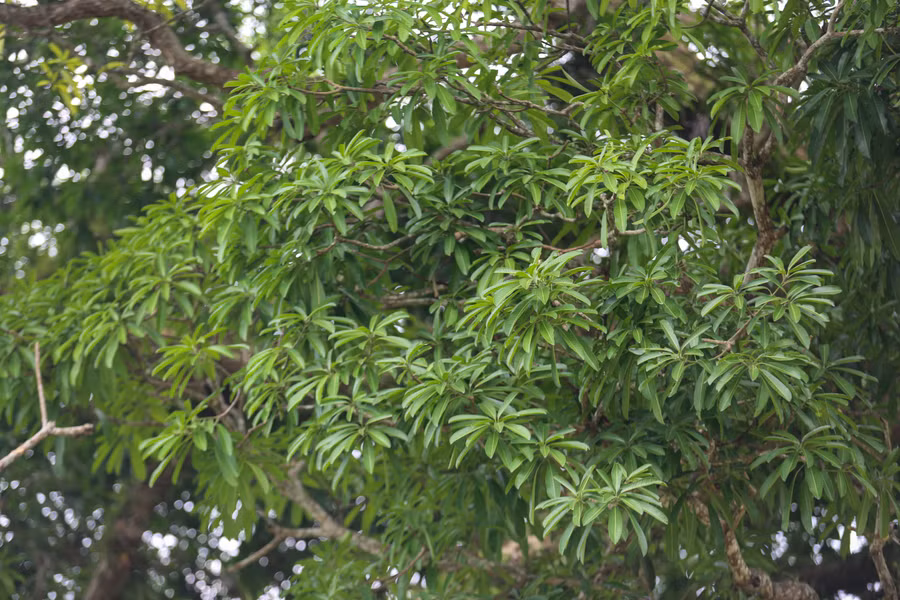 cay-troi-di-san-800-tuoi-bieu-tuong-gan-ket-cong-dong-2.jpg