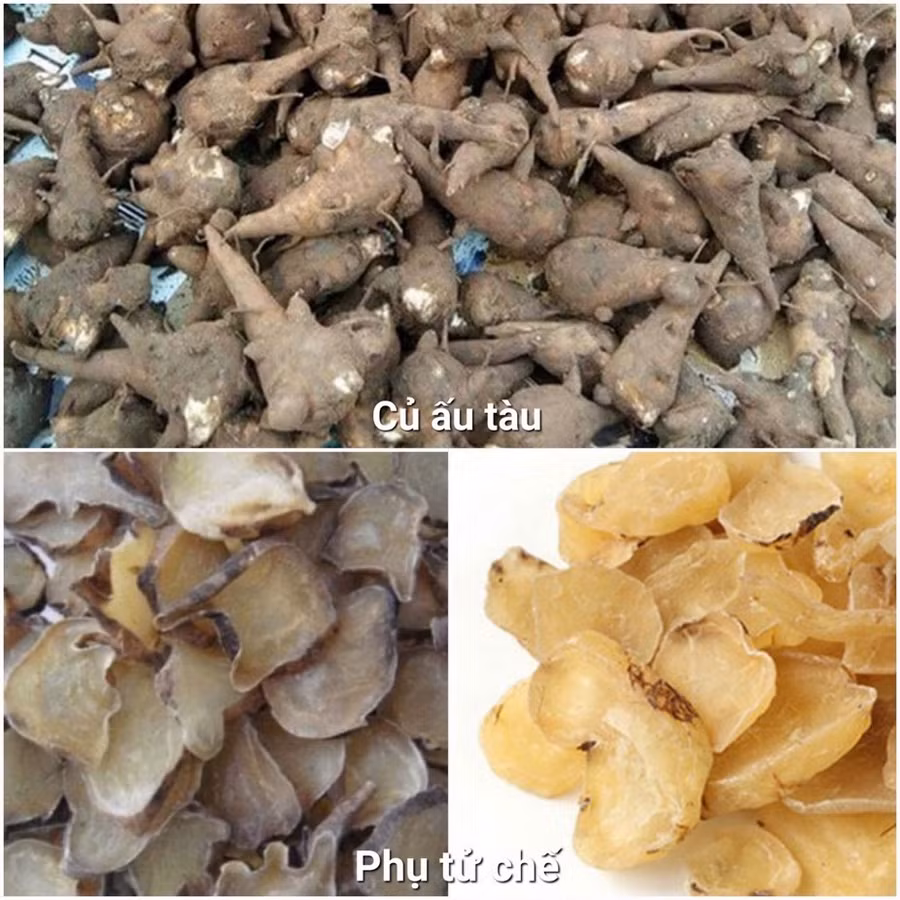 Củ ấu tàu là loài thực vật chứa độc tính rất mạnh. Ảnh: BVCC
