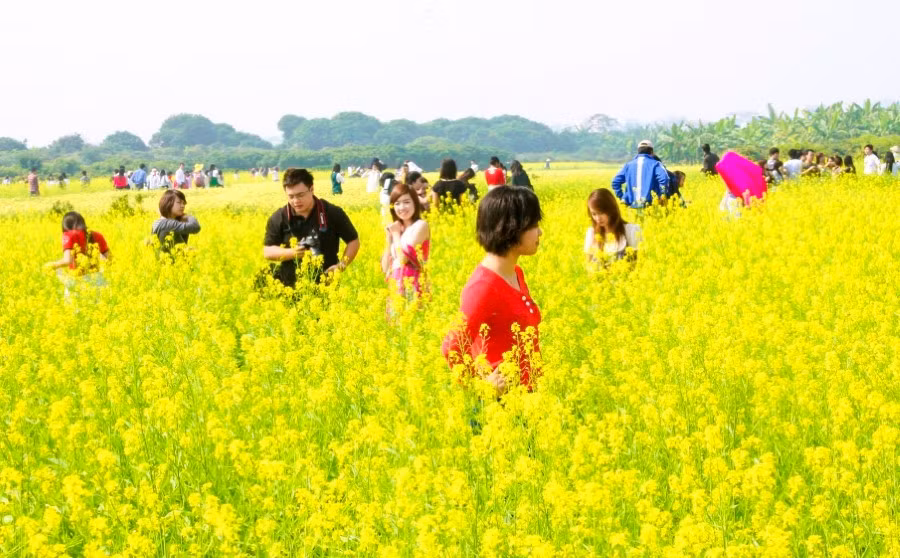 ruc-ro-hoa-cai-vang-khoe-sac-ben-song-22.jpg