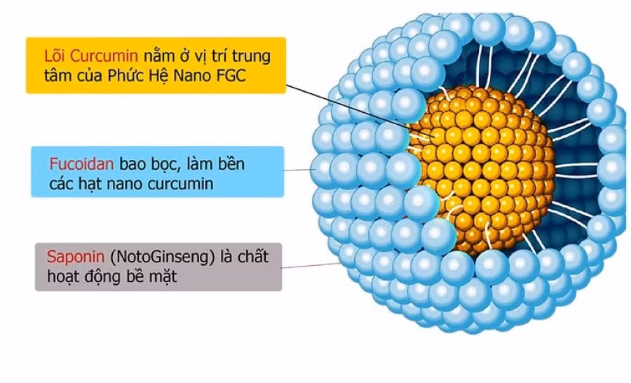 Hệ vi bao Curcumin bằng Fucoidan chiết từ rong nâu và Saponin Notoginseng chiết từ tam thất.