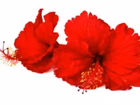 7 loại hoa tăng ham muốn 