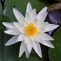 7 loại hoa tăng ham muốn 