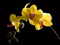 7 loại hoa tăng ham muốn 