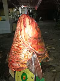 Những “quái ngư” khổng lồ ở Việt Nam ảnh 8