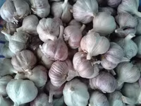 "Tiên tỏi" chống bệnh ung thư ảnh 1
