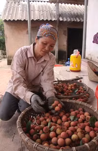 Vải đỏ đồi, người đỏ mắt ảnh 5 Bắc Giang, Lục Ngạn, vải thiều, rớt giá...