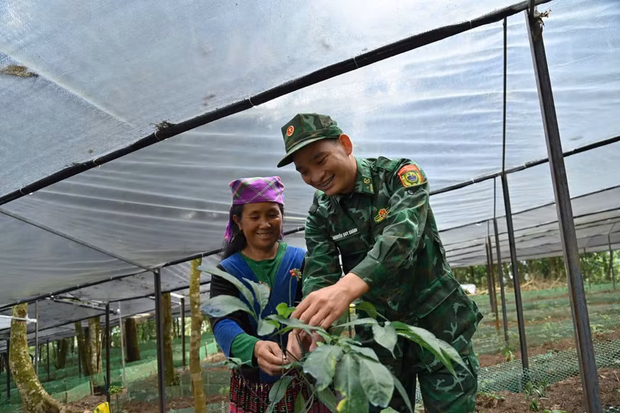 Sâm Lai Châu được người dân vùng biên kỳ vọng sẽ góp phần giảm nghèo trong thời gian tới.