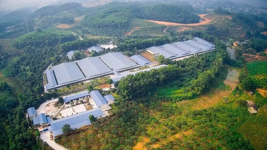 Trang trại chăn nuôi lợn của Công ty TNHH Hồng Dương.