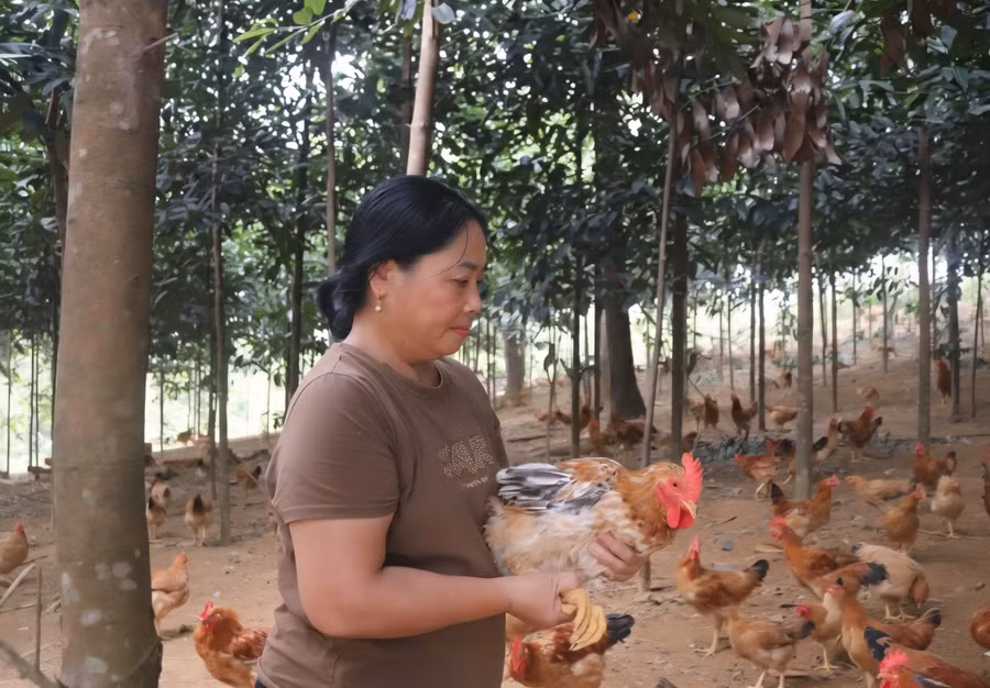Mô hình kinh tế mới mang lại hiệu quả kinh tế của chị Hứa Thị Tiêu.