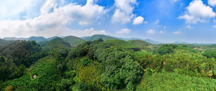 Rừng già Ba Hố với những "cụ lim" hàng trăm tuổi. 