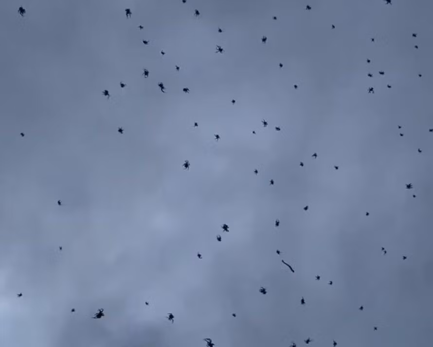 500-con.jpg