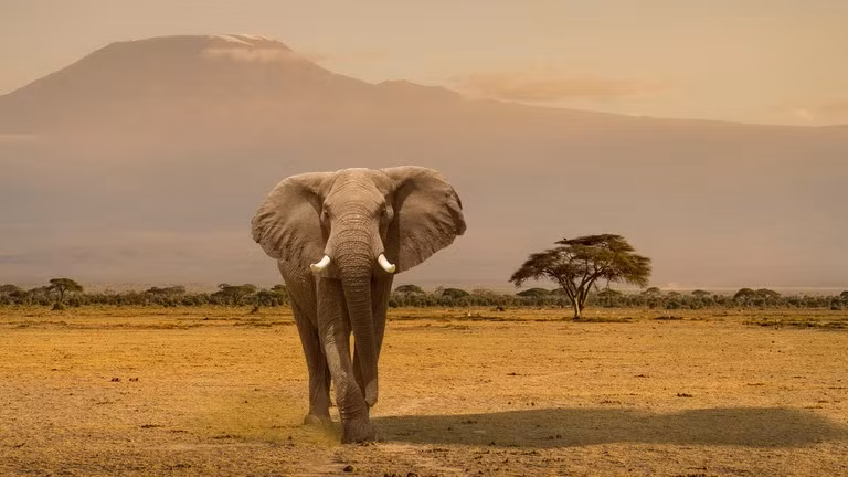Voi ở Kenya.