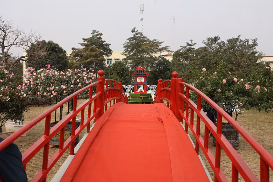 hoa-me-linh-4560.jpg