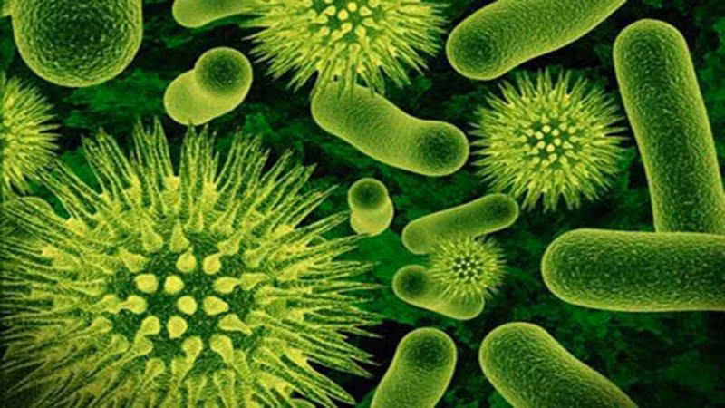 Nguyên nhân chính gây ho gà chủ yếu là do vi khuẩn Bordetella Pertussis.