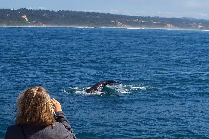 Du khách dễ dàng chụp được hình cá voi xám. Ảnh: Bajaecotours.com - Visittheoregoncoast.com - Scitechdaily.com