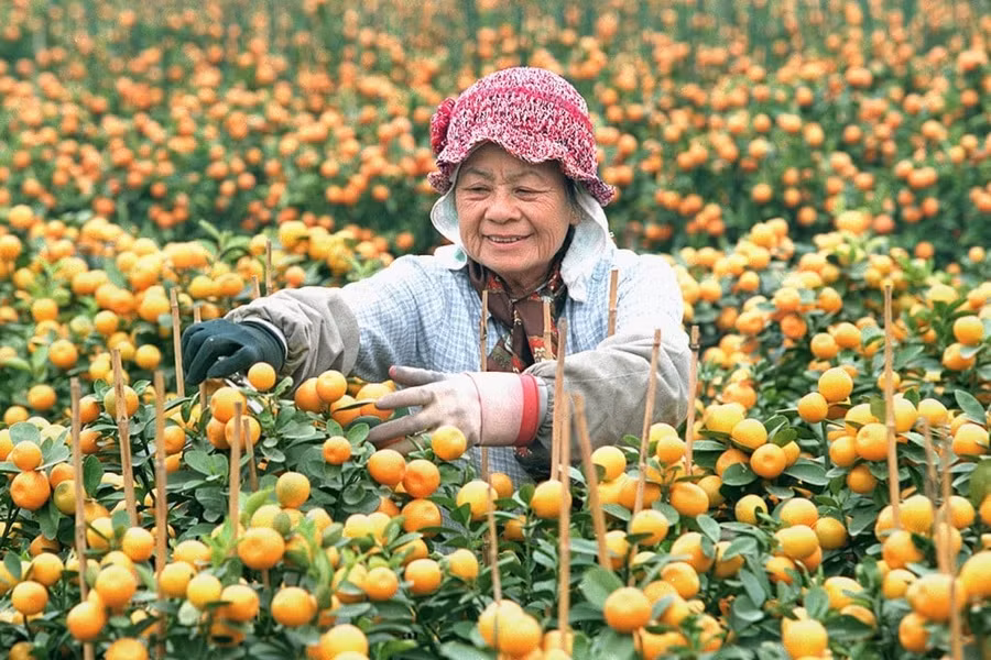 loai-qua-ngoai-nhap-tro-thanh-bieu-tuong-tet-4.jpg