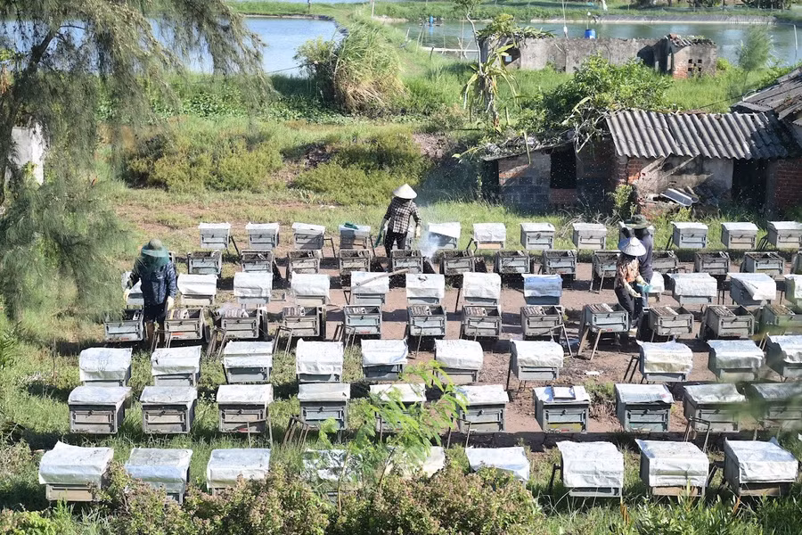 nuoi-ong-o-rung-ngap-man-xuan-thuy-1.jpg