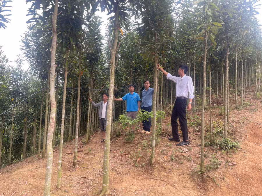 Trước mỗi quyết định quan trọng, anh Giàng A Vả (bìa trái) lại xin ý kiến ông Phạm Văn Khiêm (bìa phải) bởi anh dành nhiều niềm tin cho người thầy của mình.
