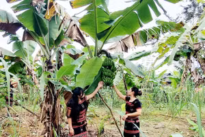Cây chuối là loại cây trồng phổ biến do người dân trồng nhiều năm nay.