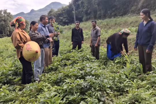 Người dân được hướng dẫn ngay trên nương.