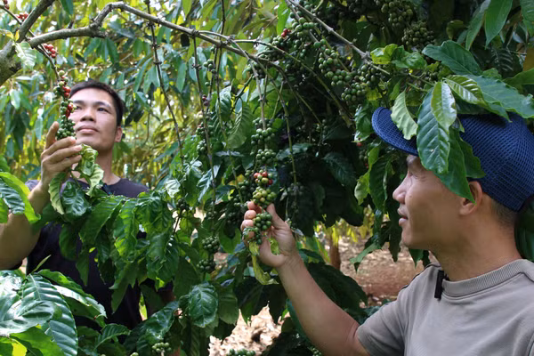 Ông Đàm Văn Phương, kỹ thuật Bio Green (áo đen) kiểm tra tình trạng sinh trưởng của cây cà phê tại vườn. (Ảnh: T.H)